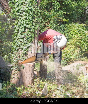 Arbre mâle à l'aide d'un chirurgien chainsaw pour couper un petit arbre. Banque D'Images