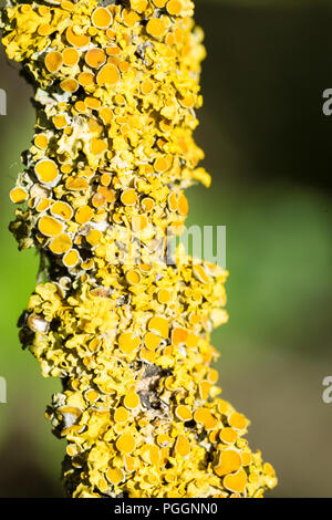 Lichen sur dead tree branch Banque D'Images