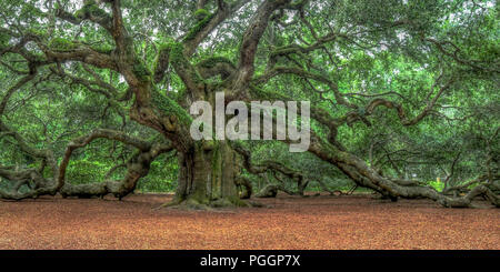 Angel Oak - un des plus vieux arbres de la United States - un arbre de chêne du sud de vivre sur l'île de Johns en Caroline du Sud Banque D'Images