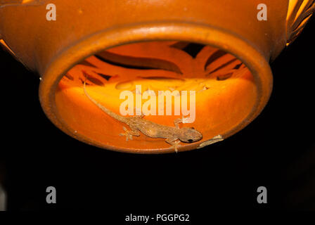 Lampe céramique décorative avec une maison commune, gecko Hemidactylus frenatus, Mabul, Sabah, Bornéo, Malaisie Banque D'Images