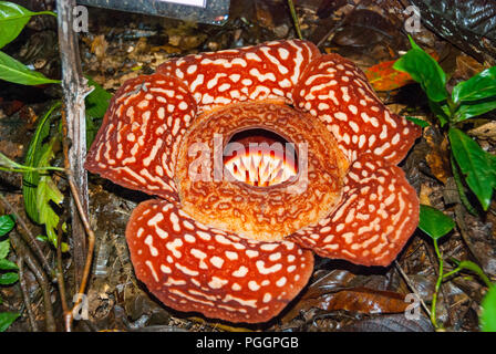 Vue en gros Rafflesia Rafflesia arnoldii, fleurs, Sabah, Bornéo, Malaisie Banque D'Images