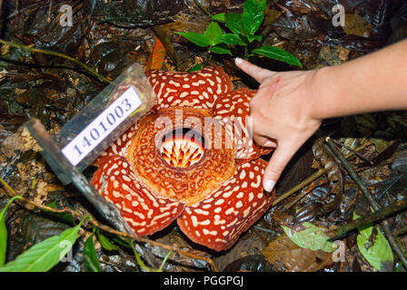 Vue en gros Rafflesia Rafflesia arnoldii, fleur, avec une femme la main pour voir la taille, Sabah, Bornéo, Malaisie Banque D'Images