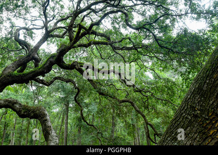 Angel Oak - un des plus vieux arbres de la United States - un arbre de chêne du sud de vivre sur l'île de Johns en Caroline du Sud Banque D'Images