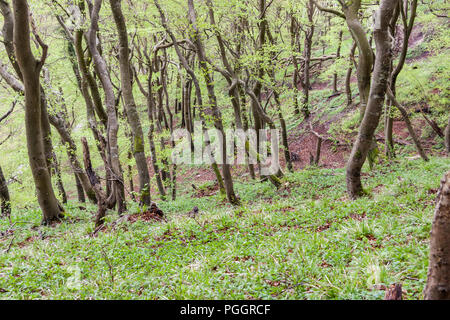 Sombre forêt verte - Mons Klint au Danemark Banque D'Images