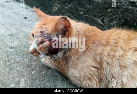 Un roux blanc beau chat avec une large plaie à la tête Banque D'Images