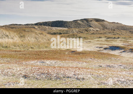 Holmsland Klit près de dunes sur la route 181 et Fjord Ringkobing - le Danemark, l'Europe. Banque D'Images