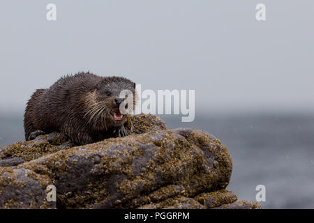 Otter sur les roches de manger un poisson. Banque D'Images
