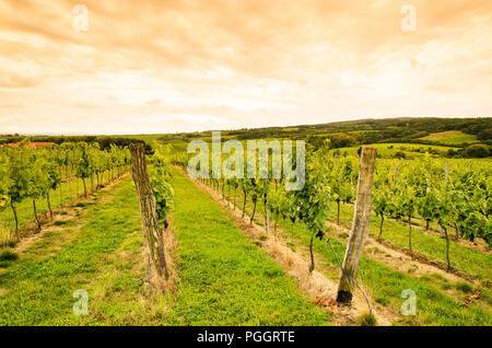 Vignoble en automne temps vert Banque D'Images