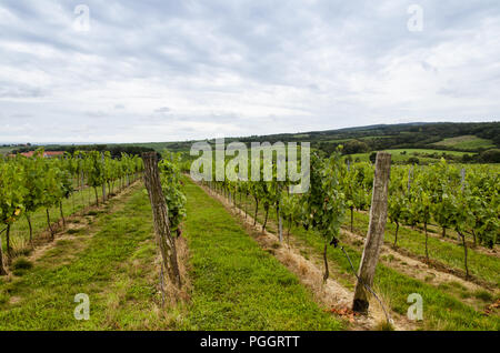 Vignoble en automne temps vert Banque D'Images