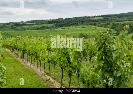 Vignoble en automne temps vert Banque D'Images