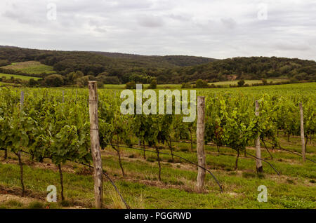 Vignoble en automne temps vert Banque D'Images