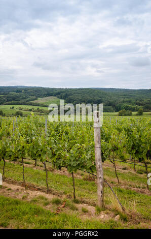 Vignoble en automne temps vert Banque D'Images