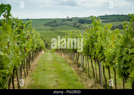 Vignoble en automne temps vert Banque D'Images