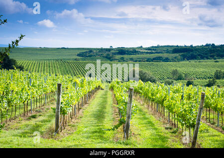 Vignoble en automne temps vert Banque D'Images