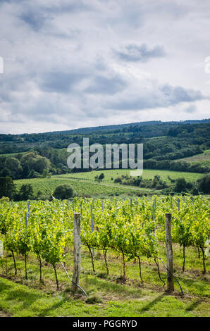 Vignoble en automne temps vert Banque D'Images