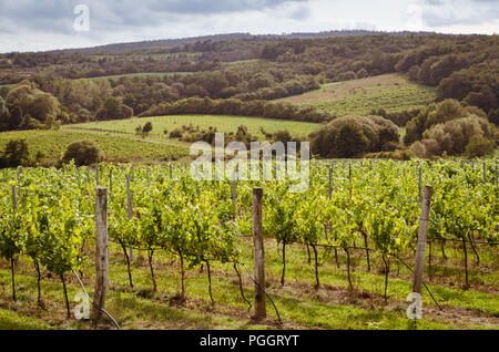 Vignoble en automne temps vert Banque D'Images