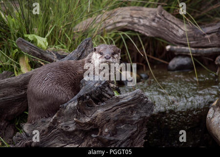 La loutre eurasienne, Lutra lutra, face à huis clos entre l'eau, les rochers et les souches d'arbre. Banque D'Images