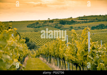 Vignoble en automne temps vert Banque D'Images