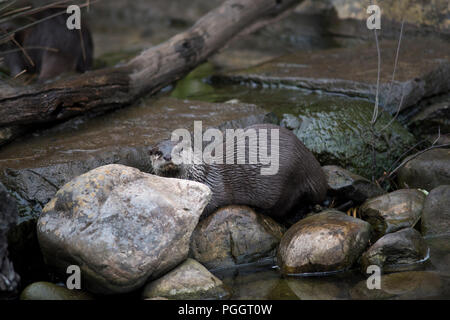 La loutre eurasienne, Lutra lutra, face à huis clos entre l'eau, les rochers et les souches d'arbre. Banque D'Images