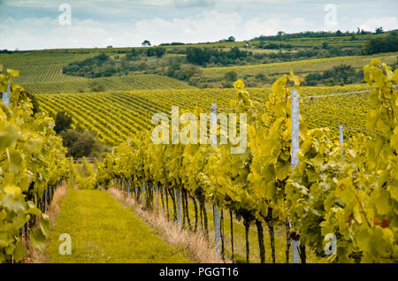 Vignoble en automne temps vert Banque D'Images