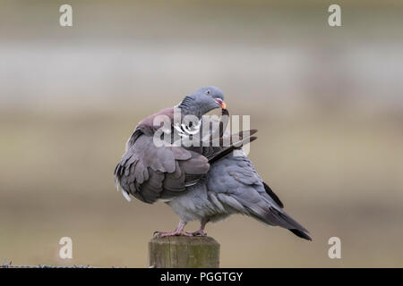 Pigeon ramier Columba palumbus commun tout en se lissant perché sur piquet, Norfolk, UK Banque D'Images