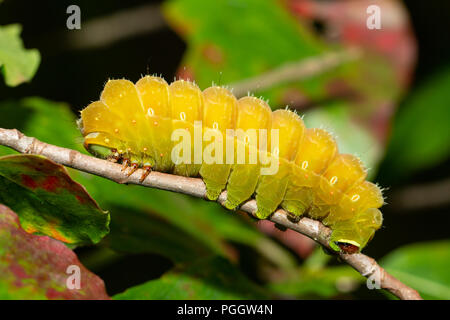 Luna moth sur caterpillar pour se nymphoser - Actias luna Banque D'Images
