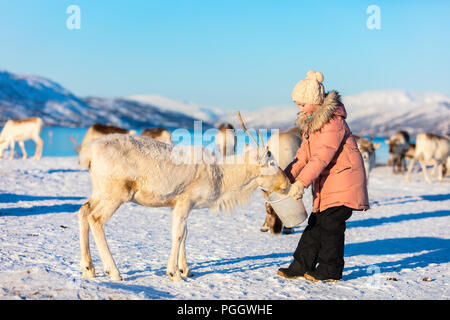 Petite fille rennes sur l'alimentation d'hiver ensoleillée journée dans le Nord de la Norvège Banque D'Images