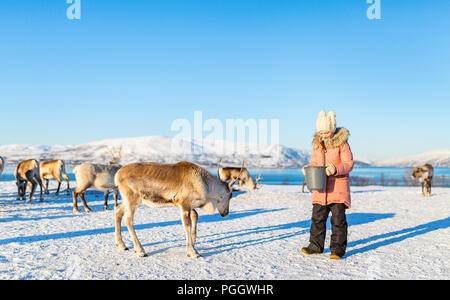 Petite fille rennes sur l'alimentation d'hiver ensoleillée journée dans le Nord de la Norvège Banque D'Images