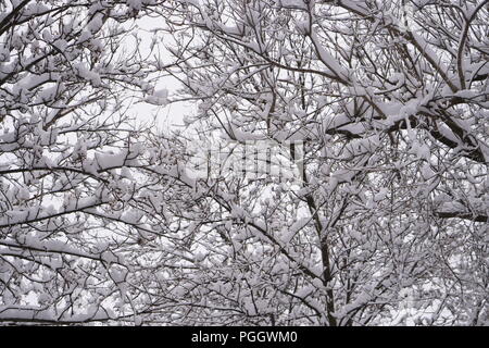 Première neige est tombée sur les arbres pendant la nuit. Banque D'Images