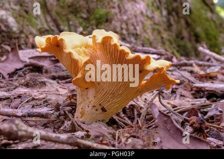 Vue de profil d'une Chanterelle champignons dans la forêt au cours de la fin de l'été à l'usine de Yates County Park à Raleigh en Caroline du Nord Banque D'Images