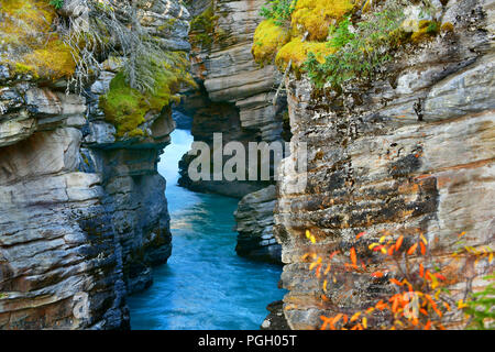 Les chutes Athabasca canyon en automne, Jasper National Park, Alberta, Canada Banque D'Images