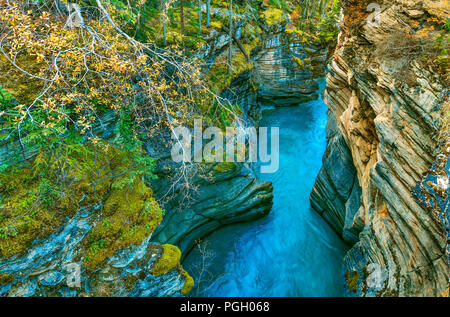 Les chutes Athabasca canyon en automne, Jasper National Park, Alberta, Canada Banque D'Images