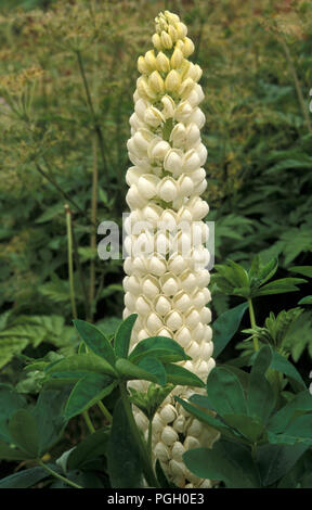 Le lupin (Lupinus polyphyllus) 'POLAR PRINCESS' Banque D'Images