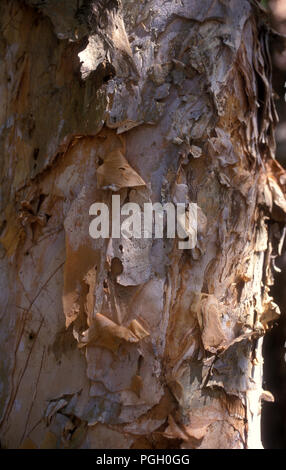 GROS PLAN DE L'ÉCORCE PELABLE DU TRONC DE L'ARBRE À PAPIER (MELALEUCA QUINQUENERVIA) AUSTRALIE. Banque D'Images