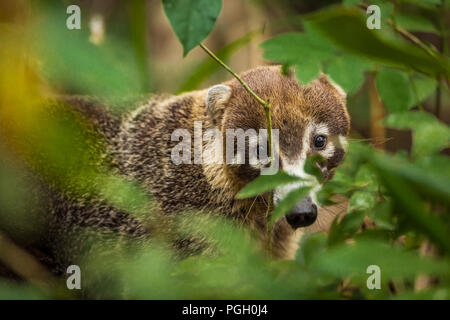 Coati à nez blanc, Nasua narica, dans la forêt tropicale du parc national de Soberania, République du Panama. Banque D'Images