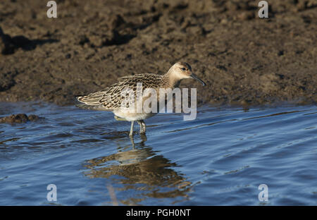 Une belle Ruff (Philomachus pugnax) à la recherche de nourriture en lisière d'un estuaire côtier d'eau douce. Banque D'Images