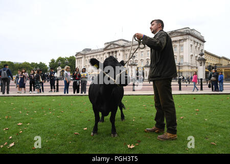 Une vache se joint à un troupeau de moutons de race rare paît dans Green Park dans le centre de Londres, dans le cadre d'un essai de conservation pour aider les animaux sauvages abondent dans le parc royal. Banque D'Images