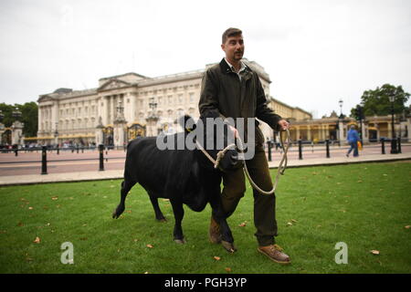 Une vache se joint à un troupeau de moutons de race rare paît dans Green Park dans le centre de Londres, dans le cadre d'un essai de conservation pour aider les animaux sauvages abondent dans le parc royal. Banque D'Images