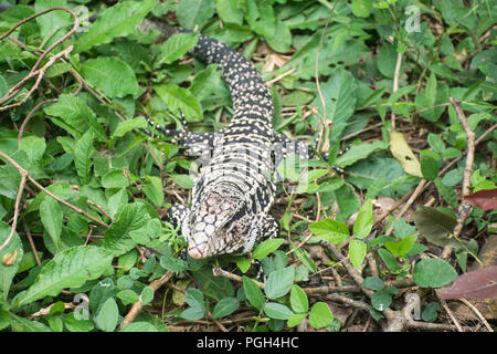 Noir et blanc d'Argentine tégu lizard (Salvator merianae), Parc National de l'Iguazu, Misiones, Argentine Banque D'Images