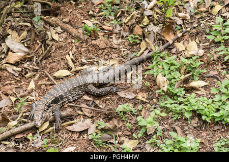 Noir et blanc d'Argentine tégu lizard (Salvator merianae), Parc National de l'Iguazu, Misiones, Argentine Banque D'Images