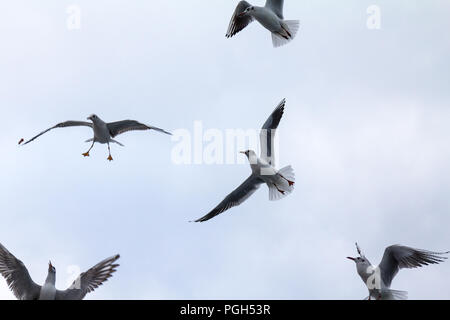 Troupeau de vol de mouettes européenne avec un ciel gris en arrière-plan. Ces specy de goélands, de famille Laridae, est extrêmement fréquente chez les oiseaux sur la mer Banque D'Images