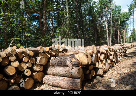 Travaux forestiers dans l'Union européenne. Mur de big old pine wood logs. Banque D'Images