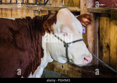 Juste BROOKLYN Brooklyn, New York, USA Banque D'Images