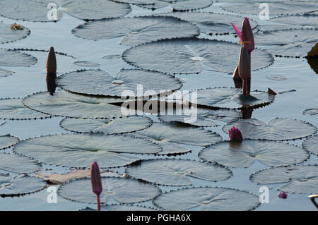 Red Indian Water Lily ( Nymphaea pubescens) - Fermé - fleurs rose Nénuphar Thaïlande Banque D'Images