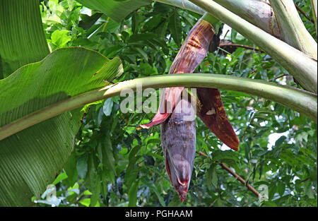 Fermer la vue des tas de fruits banane bud et fleurs en croissance dans l'usine de Kerala, Inde Banque D'Images