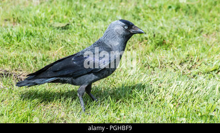 Western jackdaw profil dans l'herbe. Coloeus monedula. Seul debout dans songbird prairie printemps ensoleillé. Joli oiseau sauvage. Plumes grises. Fond vert. Banque D'Images