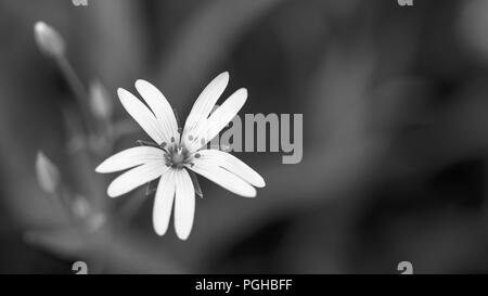 La stellaire floraison en noir-blanc. Stellaria graminea. Close-up artistique. Belle Herbe sauvage floraison. Spring meadow. Floral background sombre mélancolie. Banque D'Images