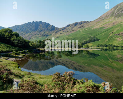 Une journée calme dans le district d'English Lake montre le célèbre Buttermere Pines à leur meilleur. Banque D'Images