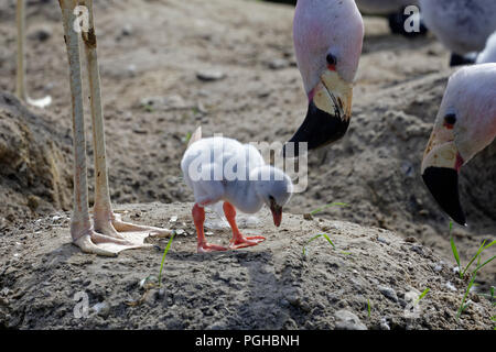 Les flamants adultes regarder par dessus un récemment éclos poussin flamingo comme il prend certaines mesures préliminaires. Banque D'Images