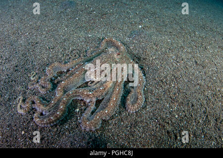 Une pieuvre camouflée à longue rampe à travers le sable volcanique fond marin dans le Détroit de Lembeh. Banque D'Images